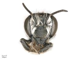   Megachilenbsp;coquilletti nbsp;female face, photo: Joshua Hengel 
